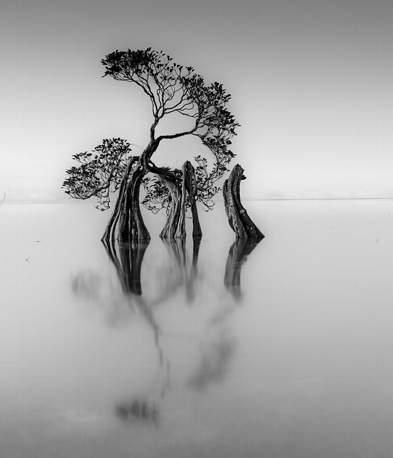Graceful Water Trees art print by Robert Bolton for $57.95 CAD