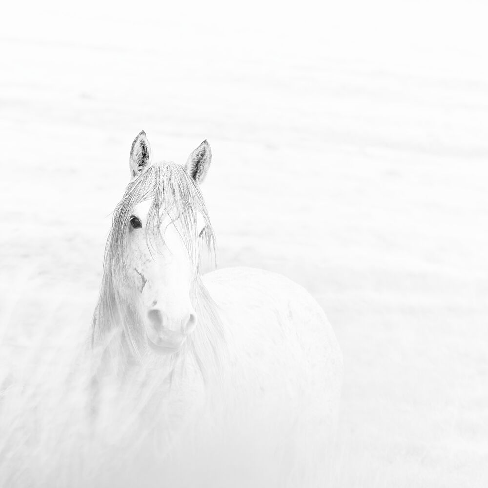 Ethereal White Horse art print by Martineb for $57.95 CAD