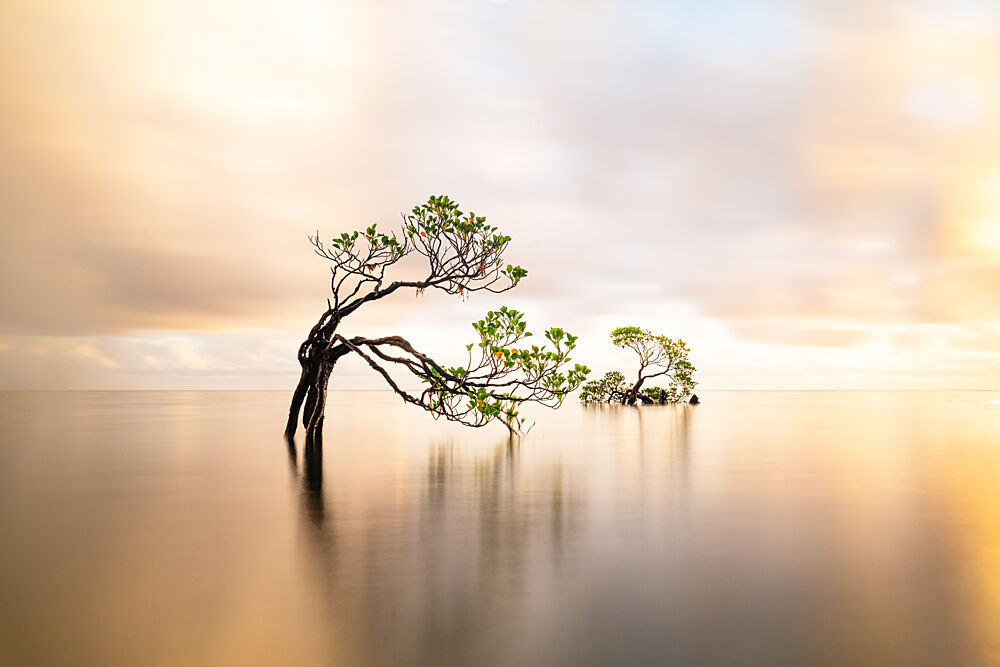 Golden Hour Mangrove art print by Wenjin Yu for $57.95 CAD