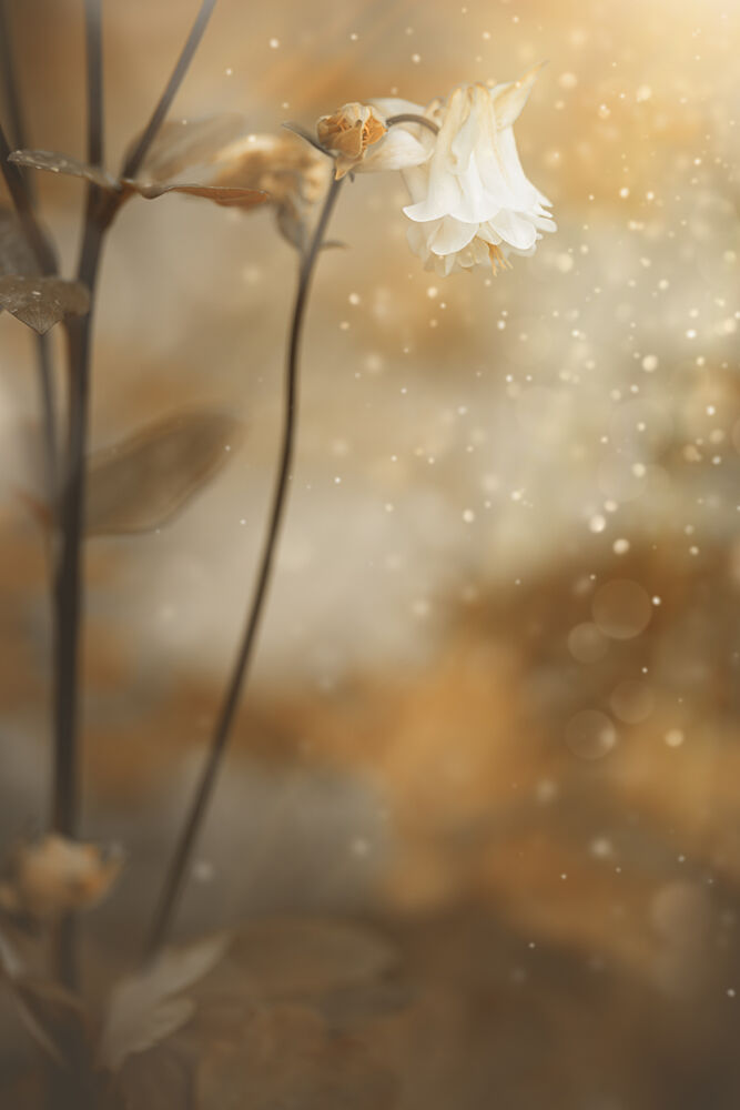 Delicate Golden Bloom art print by Cicek Kiral for $57.95 CAD