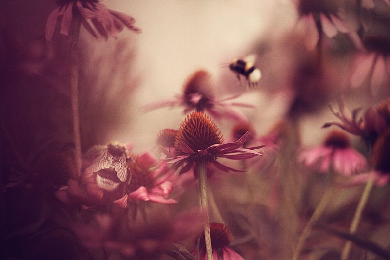 Dreamy Summer Garden art print by Ellen van Deelen for $57.95 CAD