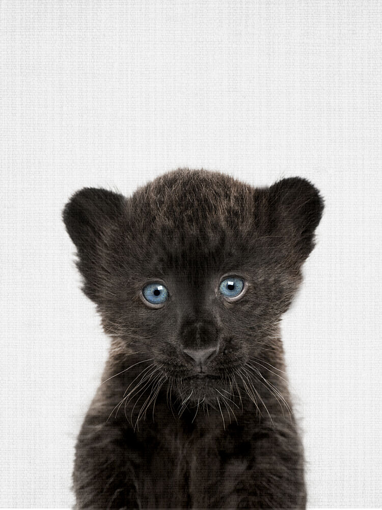 Blue-Eyed Panther Cub art print by Lila and Lola for $57.95 CAD