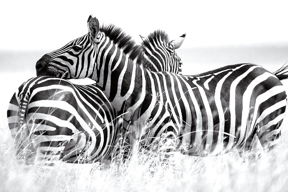 Black and White Zebras art print by Andrea Auf Dem Brinke for $57.95 CAD