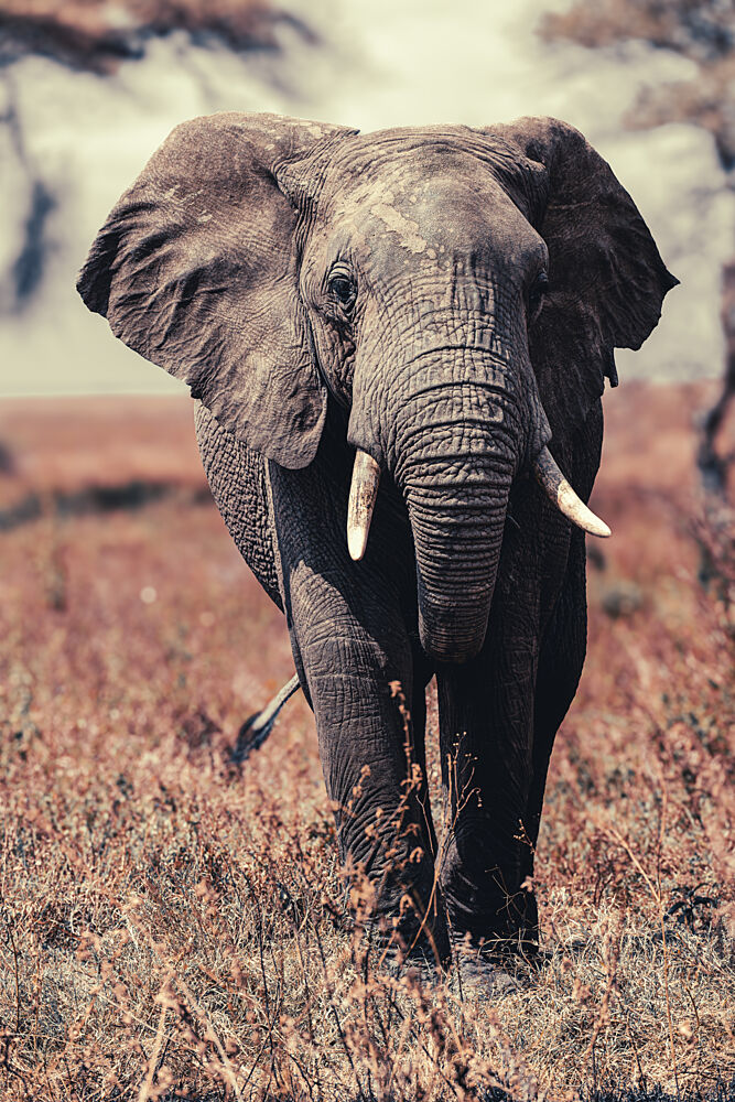 African Elephant Safari art print by Andrea Auf Dem Brinke for $57.95 CAD