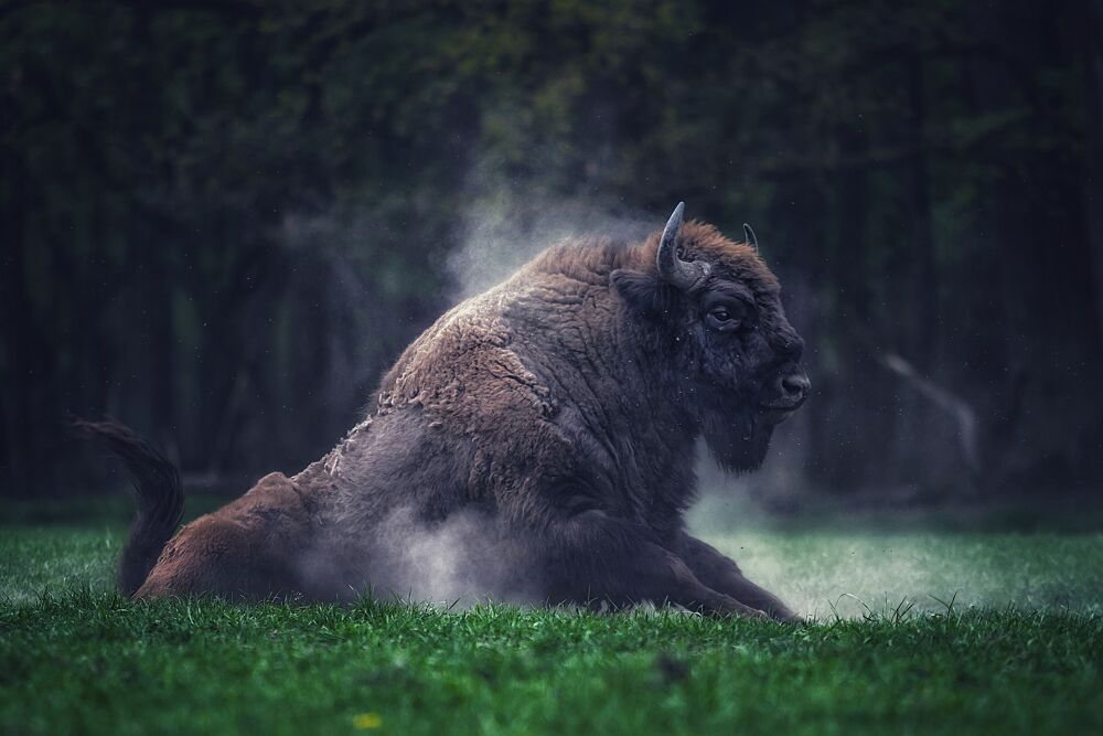 Majestic Bison Dust Bath art print by Samurajgrzes for $57.95 CAD