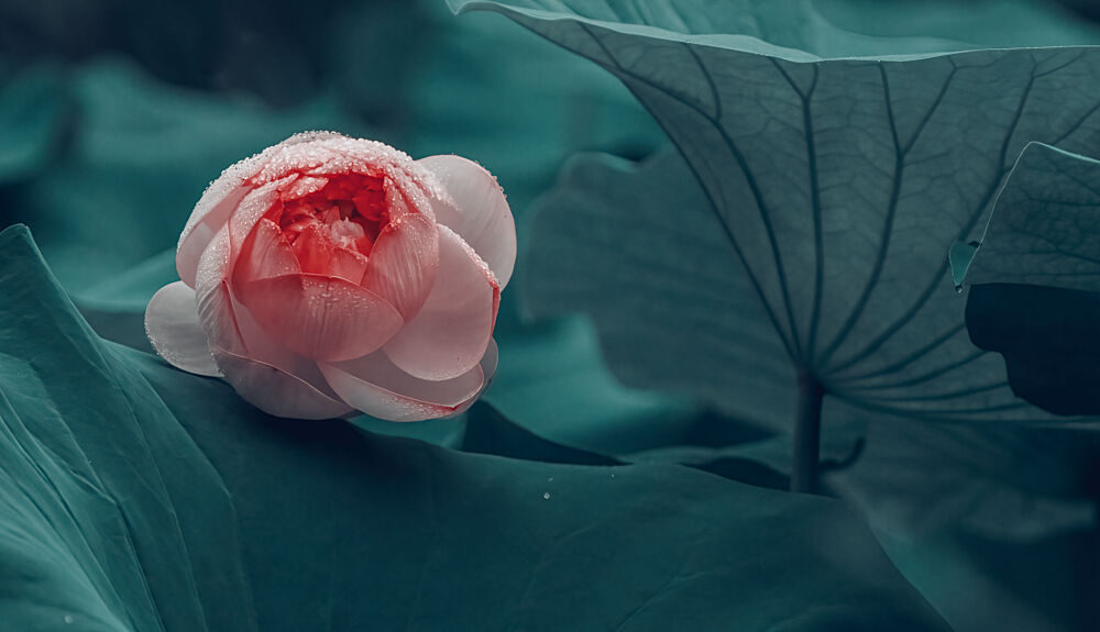 Dewy Lotus Bloom art print by Meix for $57.95 CAD