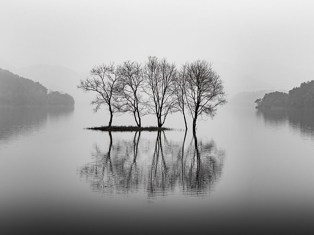 Bare Trees Lake Reflections art print by Albert Lim for $57.95 CAD