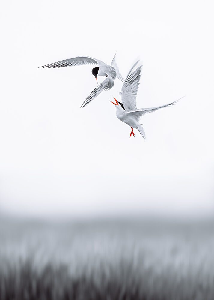 Conflict in the Air II art print by Wei Xu for $57.95 CAD
