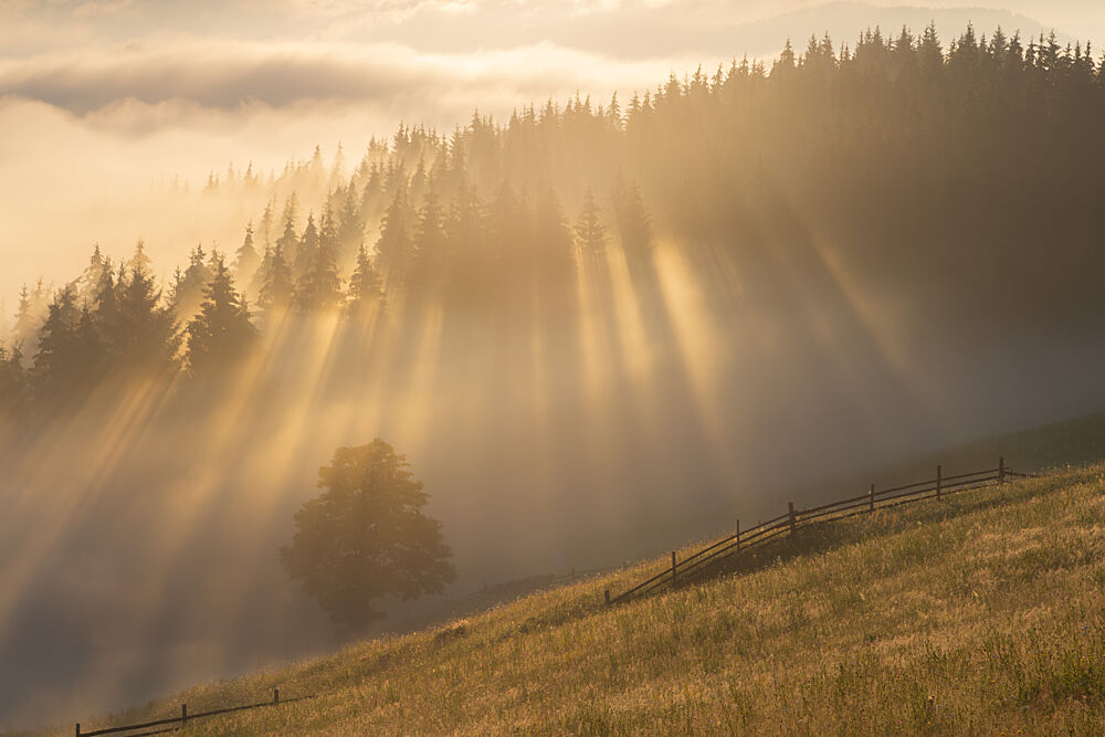 Golden Forest Rays art print by Alexandru Ionut Coman for $57.95 CAD