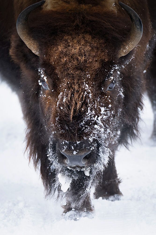 Majestic Snowy Bison art print by Vicki Lai for $57.95 CAD