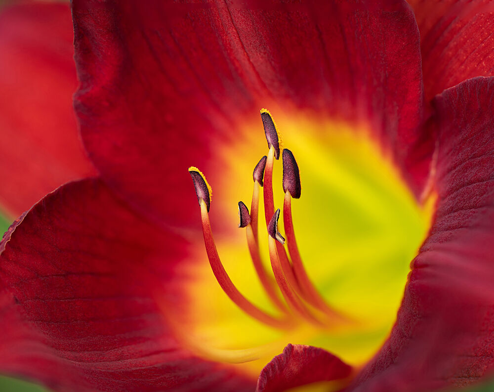 Vibrant Red Lily Bloom art print by Dwight Sutton for $57.95 CAD