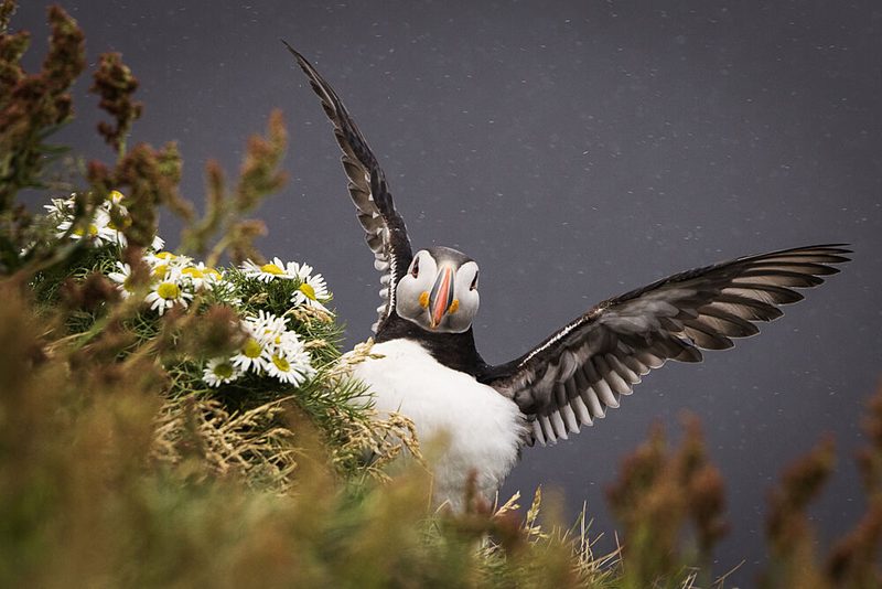 Wild Puffin Wings art print by Dan Mirica for $57.95 CAD