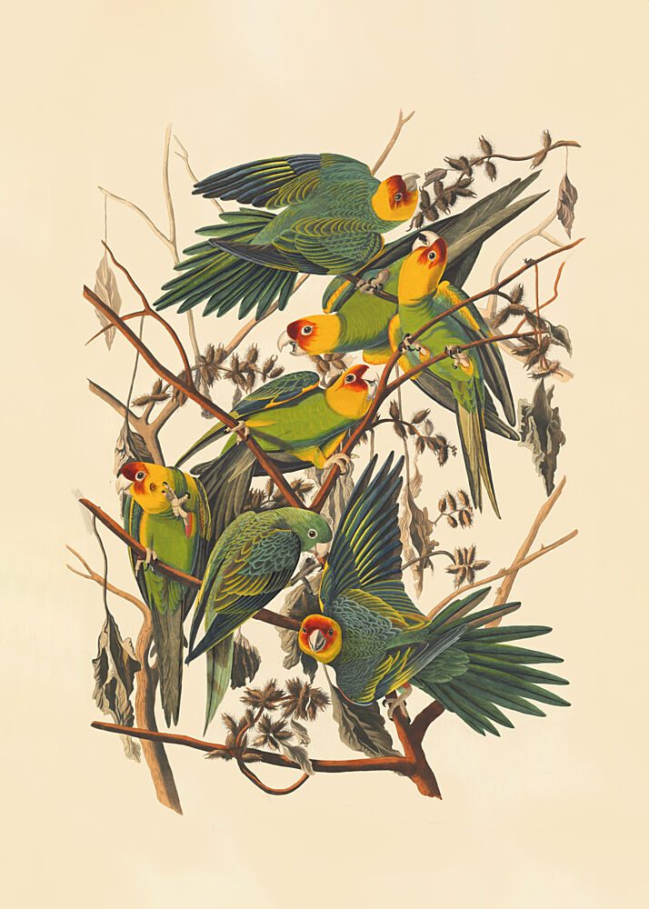 Carolina Parrot art print by John James Audubon for $57.95 CAD