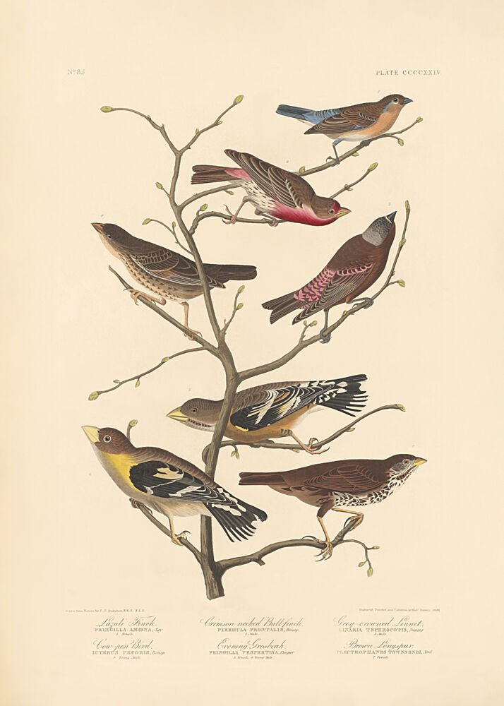Lazuli Finch art print by John James Audubon Rob Havell for $57.95 CAD
