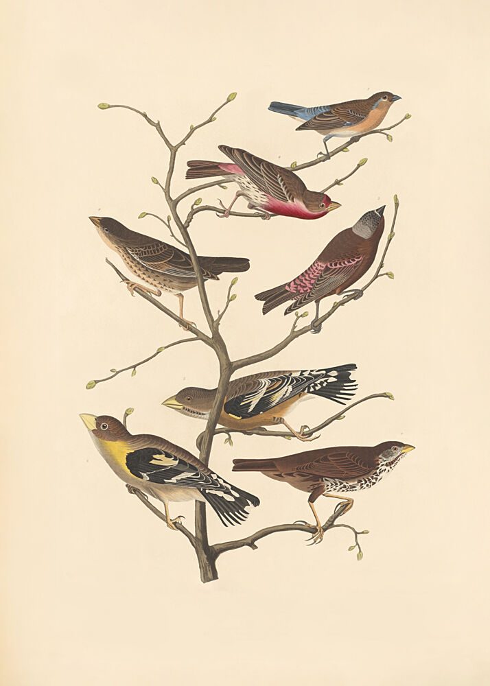 Lazuli Finch art print by John James Audubon Rob Havell for $57.95 CAD