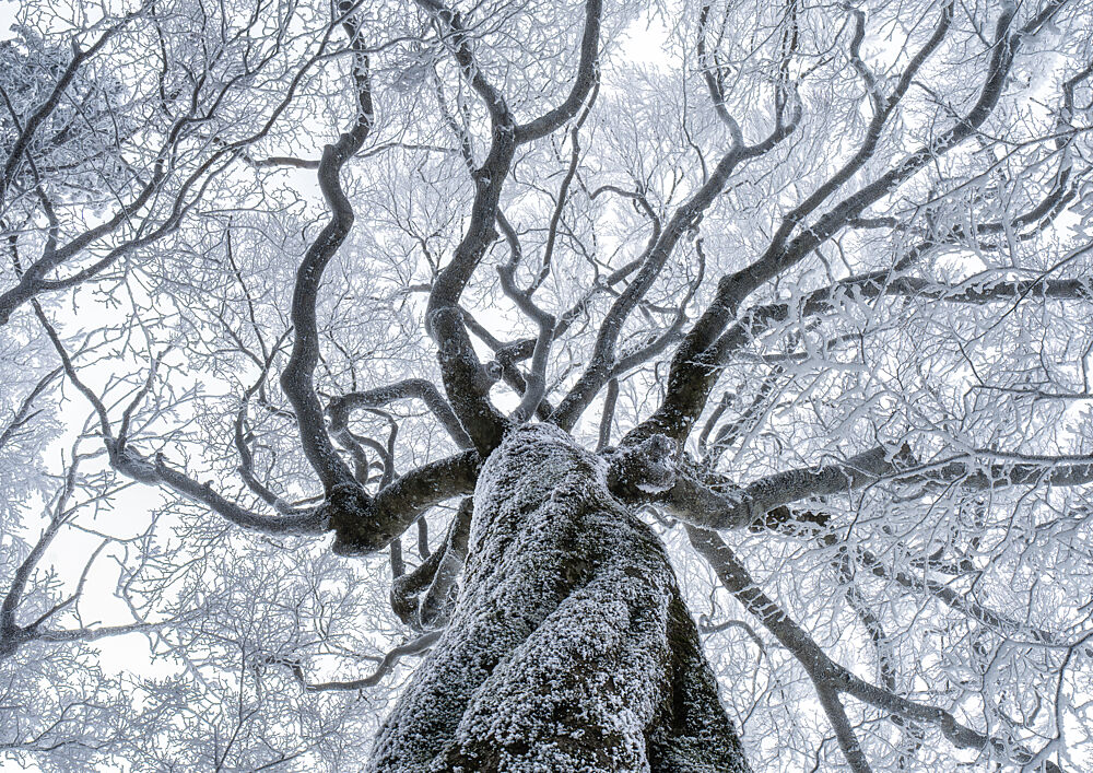 Frosted Winter Tree Upward art print by Soh for $57.95 CAD