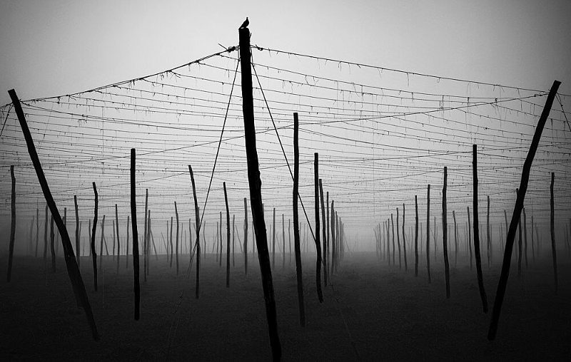 Misty Agricultural Poles art print by Samanta Krivec for $57.95 CAD