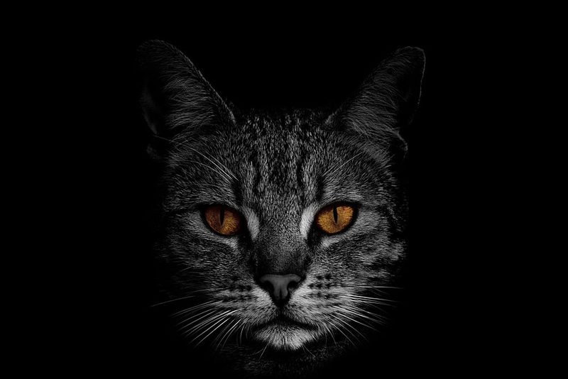 Intense Feline Eyes art print by Peter Schade for $57.95 CAD
