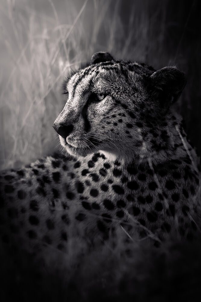 Watchful Cheetah Gaze art print by Ali Khataw for $57.95 CAD