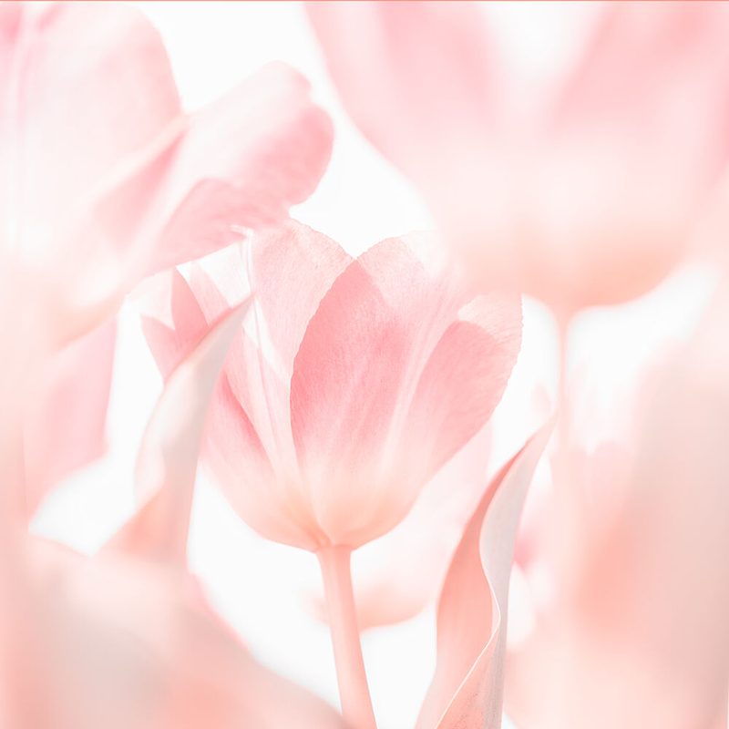 Soft Pink Tulips art print by Brigitte van Krimpen for $57.95 CAD