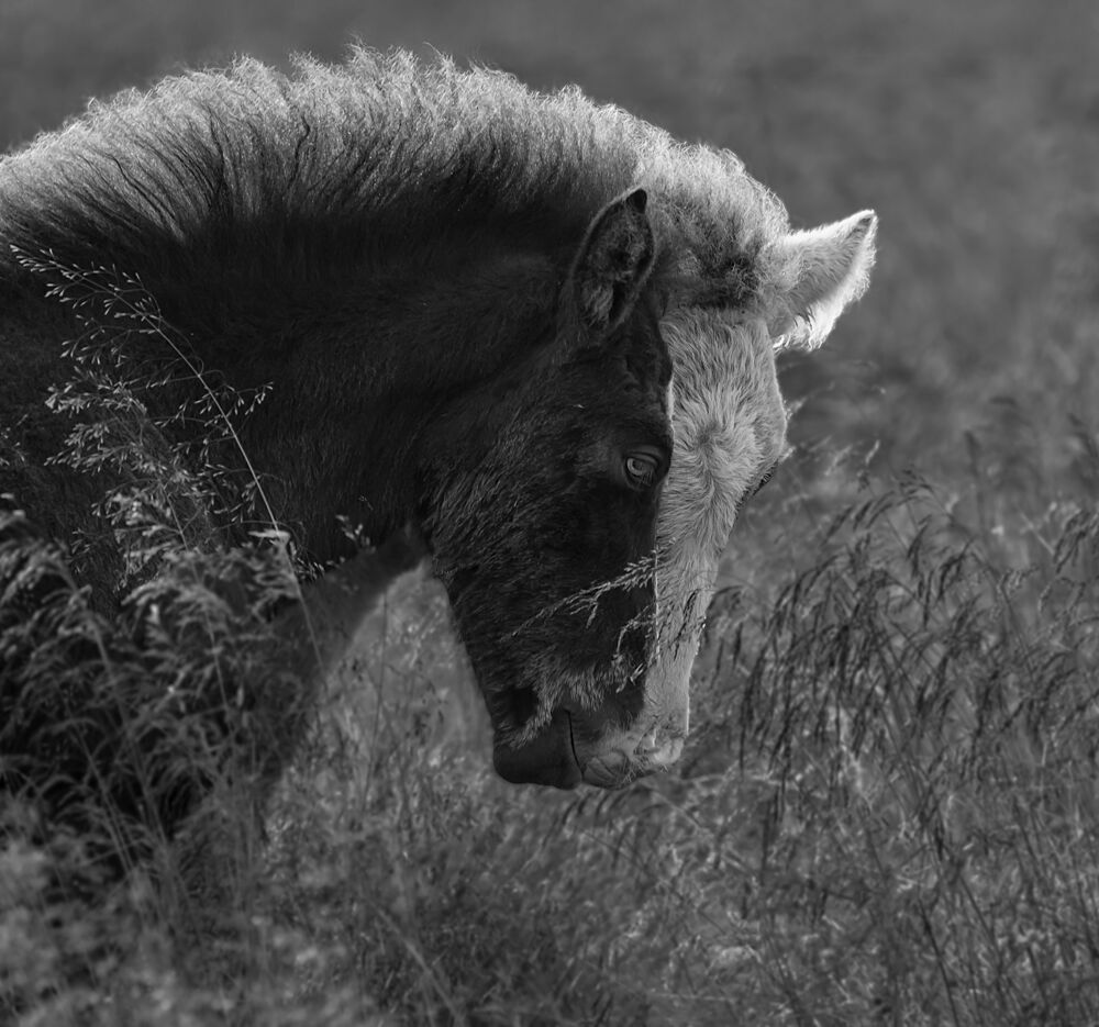 Monochrome Equine Gaze art print by Chris Kong for $57.95 CAD
