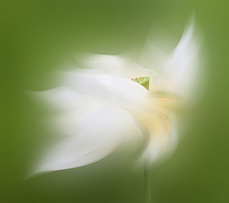 Dreamy White Lotus art print by Liwen Guo for $57.95 CAD
