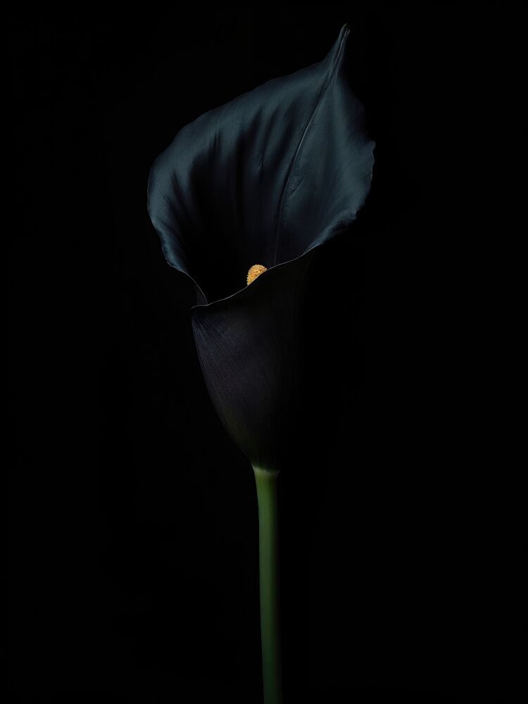 Black Calla Lily art print by Shaon Khalid for $57.95 CAD