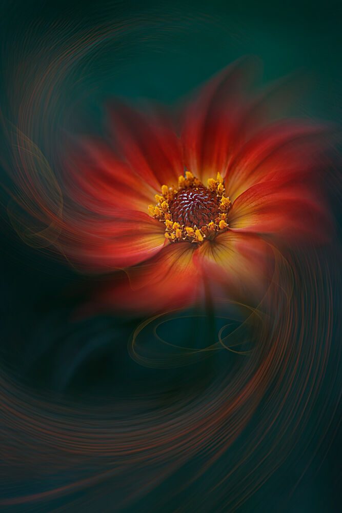 Vibrant Swirling Bloom art print by Lydia Jacobs for $57.95 CAD
