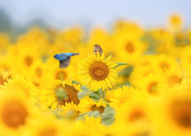Birds in Sunflower Field art print by Larry Deng Apa for $57.95 CAD