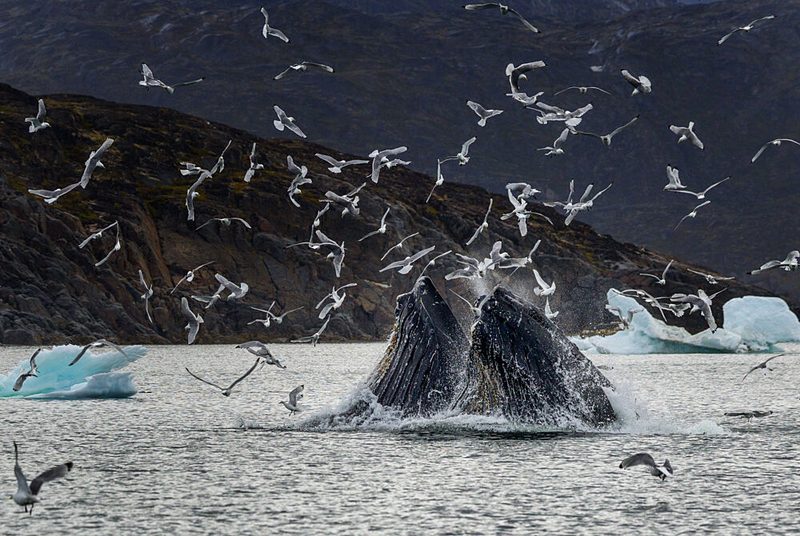Whales Feeding Seabirds art print by Gennaro di Noto for $57.95 CAD