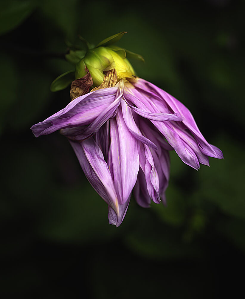 Fading Purple Dahlia art print by Barbara Fletcher for $57.95 CAD