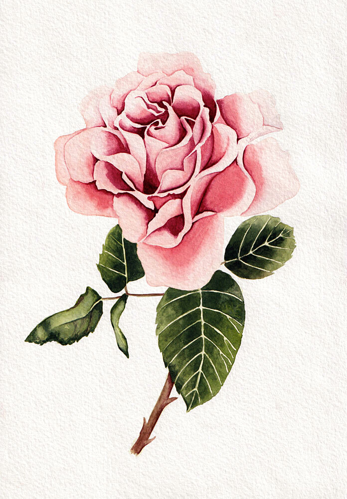 Elegant Pink Rose Bloom art print by Salome for $57.95 CAD