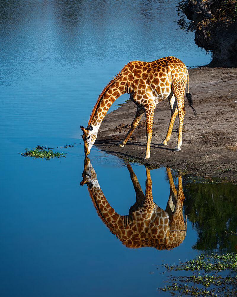 Drinking Giraffe Reflection art print by SiyuWei Apa for $57.95 CAD
