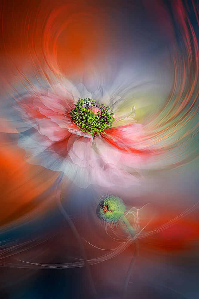 Vibrant Abstract Poppy art print by Lydia Jacobs for $57.95 CAD