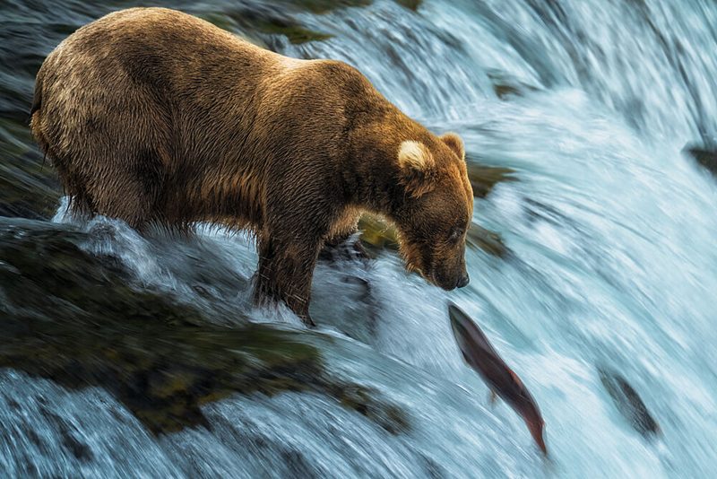 Grizzly Bear Fishing art print by Ken Liang for $57.95 CAD