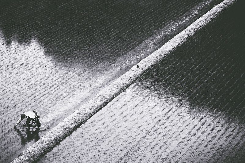Farmer Planting Rice art print by Mizo for $57.95 CAD
