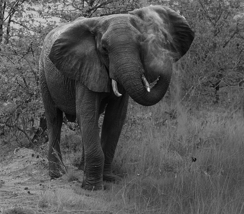 Wild Elephant Dust Bath art print by Stuart du Toit for $57.95 CAD