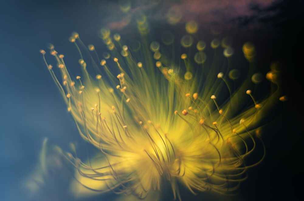 Glowing Yellow Bloom art print by Atsushi Inamura for $57.95 CAD