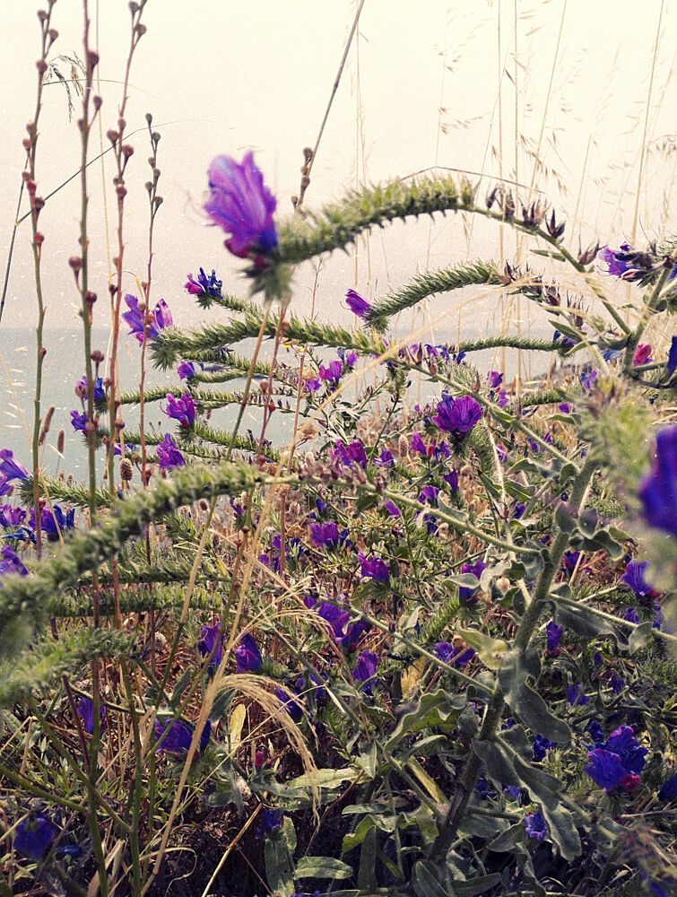 Purple Bloom over Ocean art print by Angelo Cerantola for $57.95 CAD