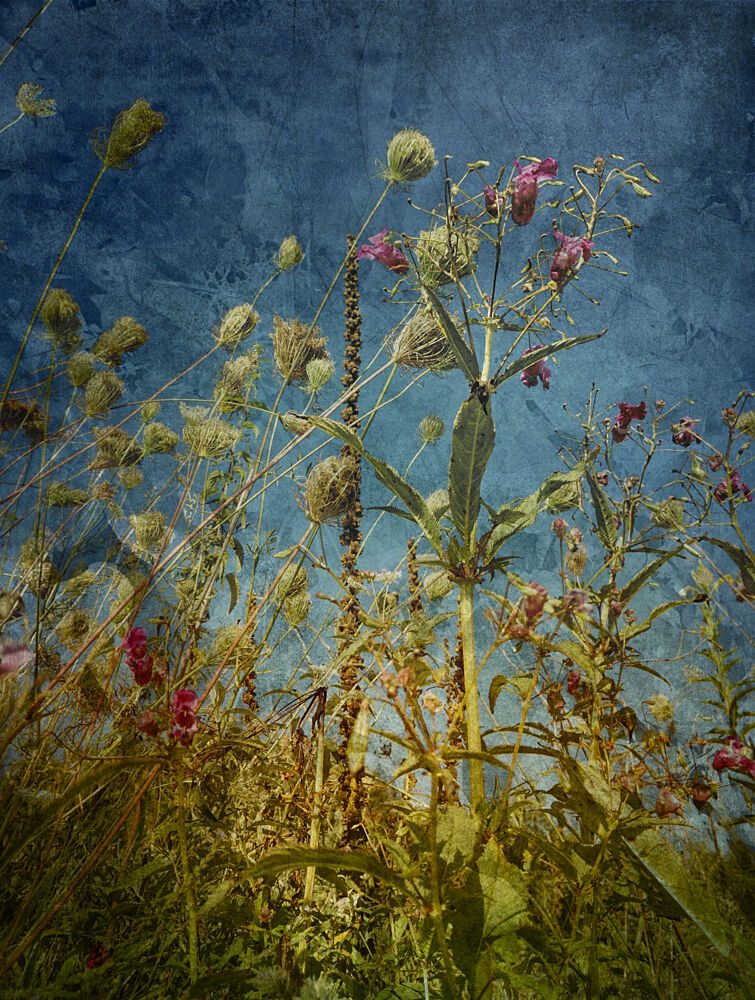 Wild Field Blues art print by Angelo Cerantola for $57.95 CAD