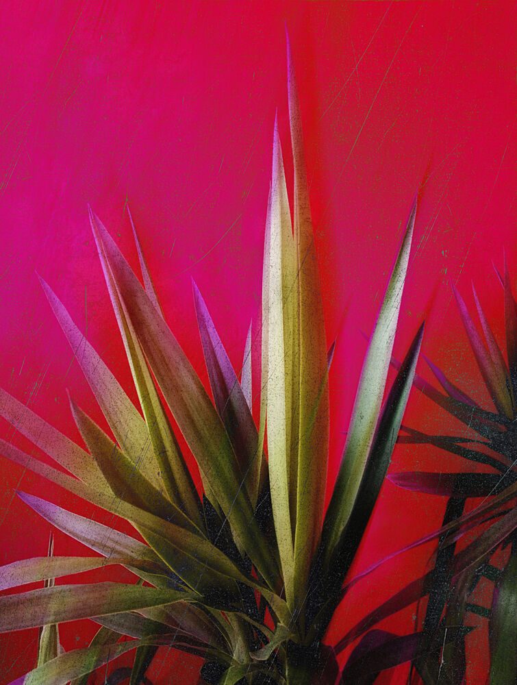 Vibrant Pink Plant art print by Angelo Cerantola for $57.95 CAD
