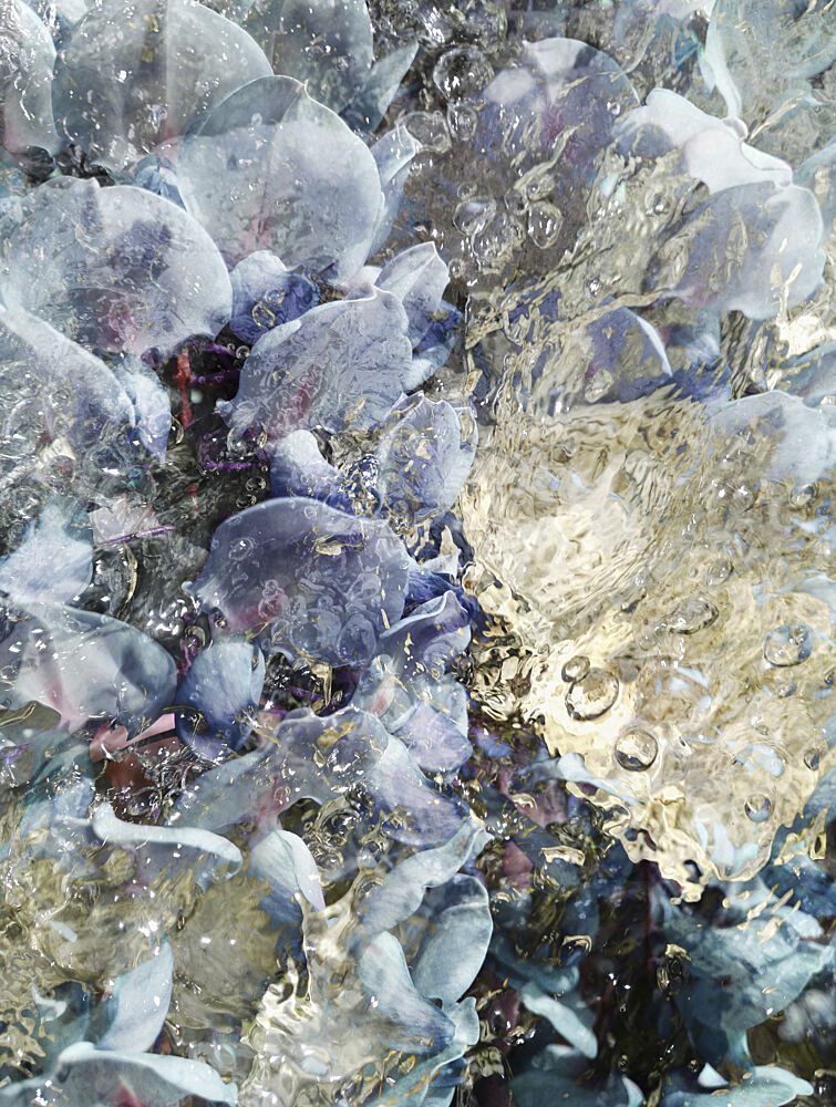 Shimmering Blue Jellies art print by Angelo Cerantola for $57.95 CAD