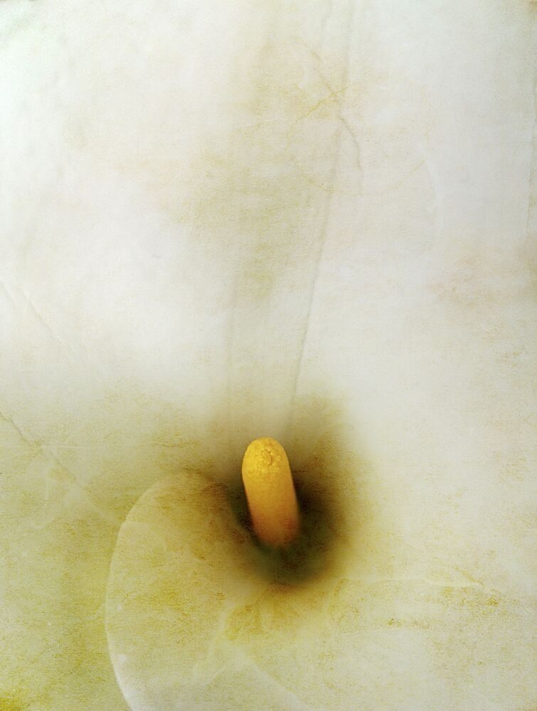 Creamy Calla Lily art print by Angelo Cerantola for $57.95 CAD