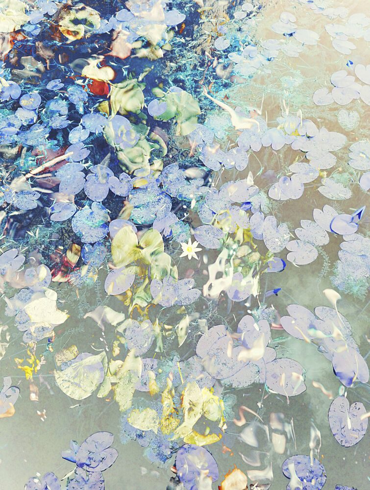 Dreamy Pond Lilies art print by Angelo Cerantola for $57.95 CAD