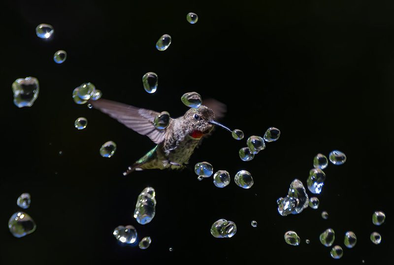 Flying Hummingbird Water Drops art print by Johnson Huang for $57.95 CAD