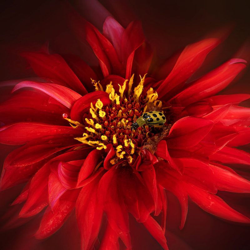 Ladybug on Red Dahlia art print by Yi Pan for $57.95 CAD