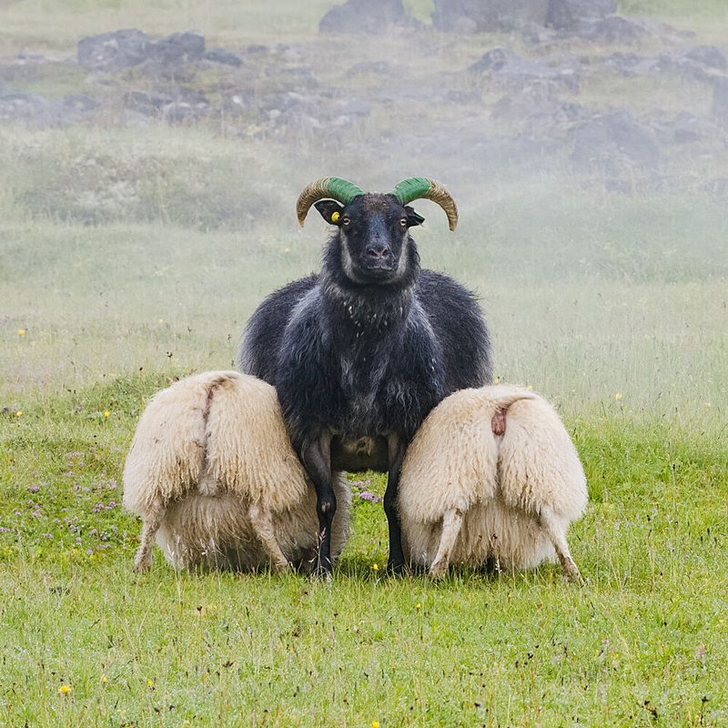 Black Ram Green Horns art print by Chao Feng for $57.95 CAD