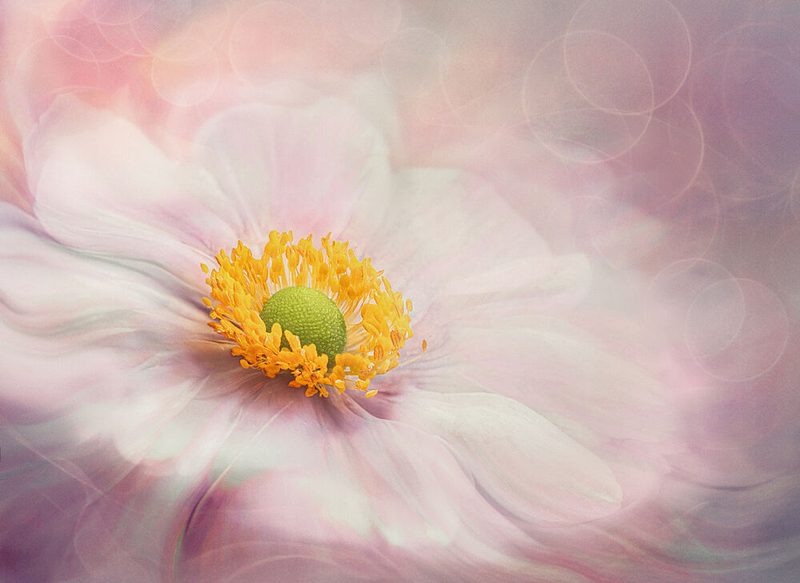 Soft Pastel Bloom art print by Mia Meng for $57.95 CAD