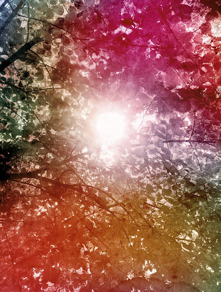 Dreamy Forest Sunlight art print by Angelo Cerantola for $57.95 CAD