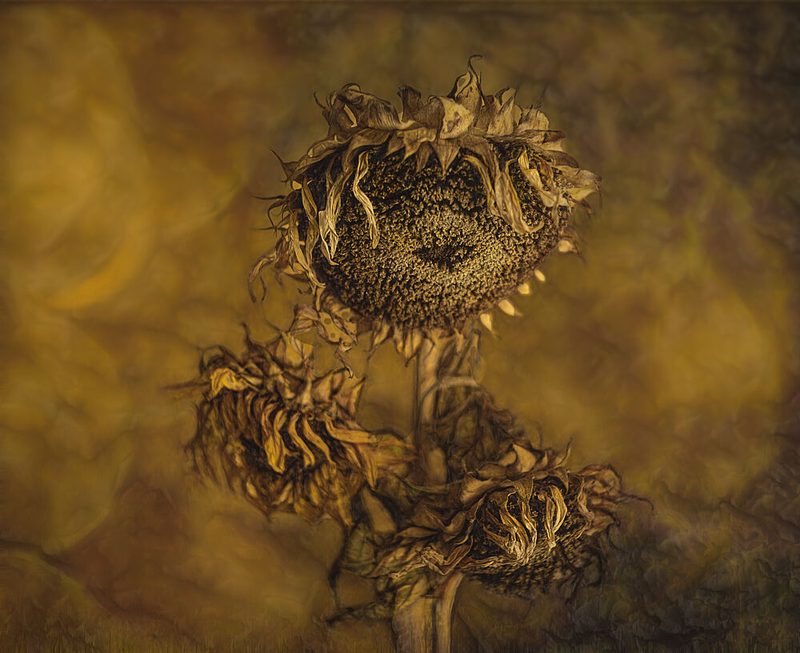 Rustic Dried Sunflowers art print by Marie-anne Stas for $57.95 CAD